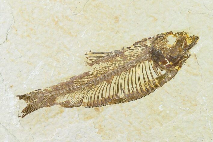 Fossil Fish (Knightia) - Wyoming #136546